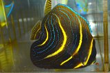 コルテツエンゼル±10.5cm