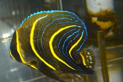 画像2: コルテツエンゼル±9.5cm