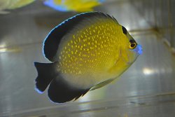 画像1: ゴールドフレーク±7.5cm