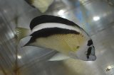 グリフィスエンゼル±10.5cm