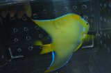 ベリーズクイーンエンゼル±18cm