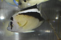 画像2: グリフィスエンゼル±10.5cm