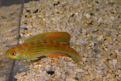 画像2: マダガスカルフラッシャーラス♂±9.5cm