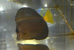 画像2: ジェムタン±8.5cm