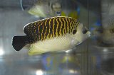 タイガーエンゼル±12cm