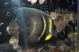 コルテツエンゼル±16.5cm