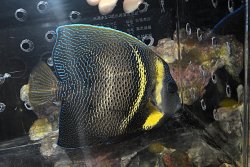 画像1: コルテツエンゼル±16.5cm