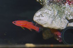 画像1: キャンディバスレット±4.5cm/5cm 