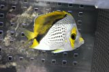 マルケサンバタフライ±8.5cm