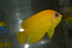 画像3: トンガ産レモンピール（Orange type）±7.5cm