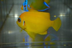 画像4: トンガ産レモンピール（Orange type）±7.5cm