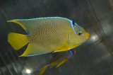 ベリーズ産ブルーエンゼル±10cm