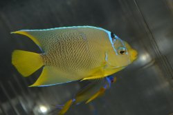 画像1: ベリーズ産ブルーエンゼル±10cm