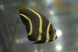 ベリーズ産フレンチエンゼル±6.5cm