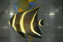 画像2: ベリーズ産フレンチエンゼル±7.5cm