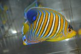 モルディブ産ニシキヤッコ±10.5cm