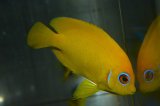トンガ産レモンピール（Orange type）±7.5cm