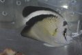 グリフィスエンゼル±14cm
