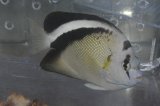 グリフィスエンゼル±14cm