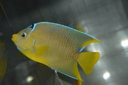 画像2: ベリーズ産ブルーエンゼル±10cm