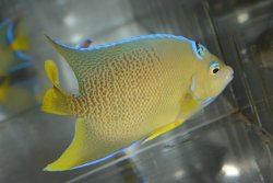 画像1: ベリーズ産ブルーエンゼル±11.5cm