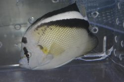 画像2: グリフィスエンゼル±14cm