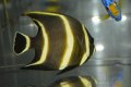 ベリーズ産フレンチエンゼル±7.5cm