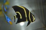 ベリーズ産フレンチエンゼル±6.5cm