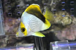 画像2: マルケサンバタフライ±6.5cm