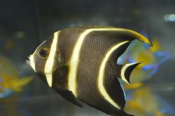 画像2: ベリーズ産フレンチエンゼル±7.5cm
