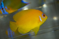 画像1: トンガ産レモンピール（Orange type）±6cm