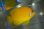 画像1: トンガ産レモンピール（Orange type）±6cm (1)