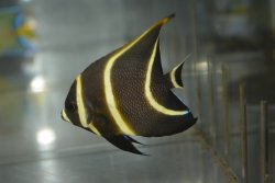 画像4: ベリーズ産フレンチエンゼル±7.5cm