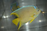 ベリーズ産ブルーエンゼル±10cm
