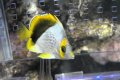 マルケサンバタフライ±6.5cm