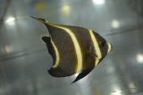 ベリーズ産フレンチエンゼル±7.5cm