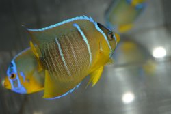 画像1: ベリーズ産ブルーエンゼル±8cm