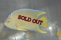 画像2: ベリーズ産ブルーエンゼル±11.5cm