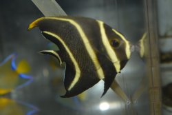 画像1: ベリーズ産フレンチエンゼル±7.5cm