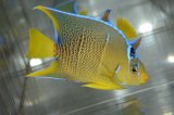 ベリーズ産ブルーエンゼル±10cm