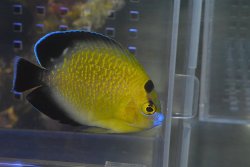 画像1: ゴールドフレーク±7cm