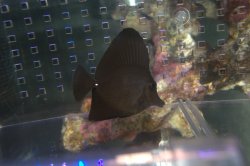 画像1: ロングノーズブラックタン±6.7cm