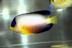 画像4: マルチカラーエンゼル±7cm