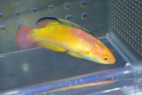 超特価！ナハッキーフェアリーラス♂±8.5cm