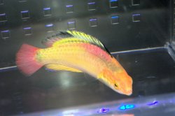 画像1: ナハッキーフェアリーラス♂±8.5cm