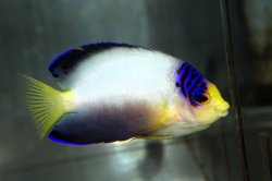 画像2: マルチカラーエンゼル±8cm