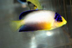 画像1: マルチカラーエンゼル±7cm