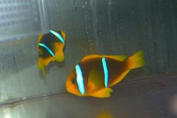 画像3: ブルーストライプクラウンPair±11.5cm９cm