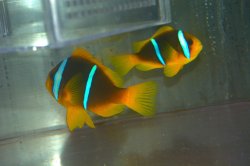 画像2: ブルーストライプクラウンPair±11.5cm９cm