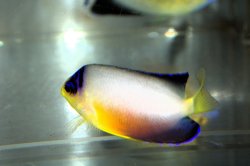 画像3: マルチカラーエンゼル±7cm
